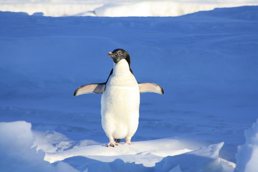 Google’s Penguin Algorithm is now LIVE