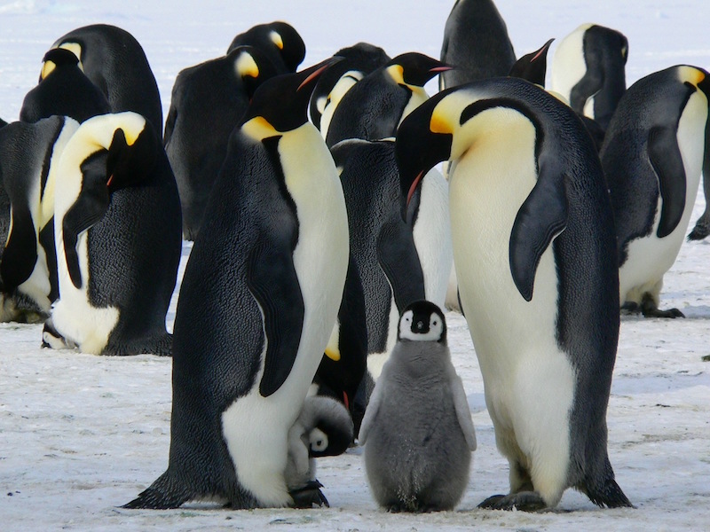 Goolge Penguin now runs in Real-Time with Core Search Algorithm